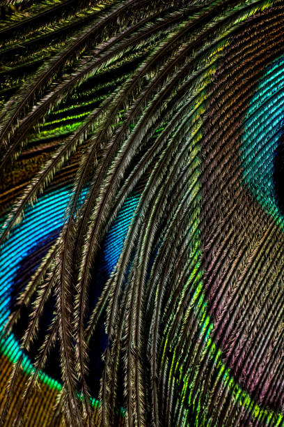 istock Peacock feather. Closeup of peafowl feather. Feather. 1456501189