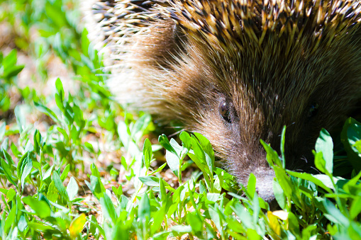 Low angled view of a Hedgehog on grass