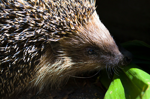 Hedgehog, Scientific name, Erinaceus Europaeus. Wild, native, European hedgehog in Autumn with green moss and golden ferns. Facing left. blurred background. Horizontal, Space for copy. High quality photo