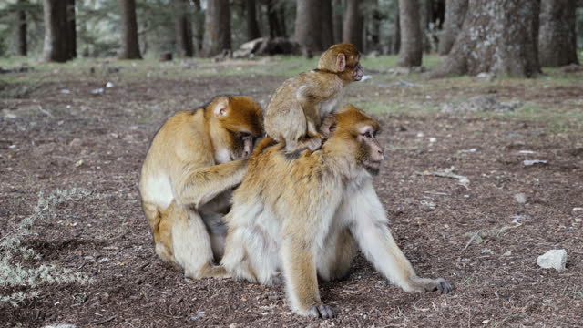 A family of barbary macaque monkeys in the cedar forest in Azrou, Morocco. 4k animal portrait.
