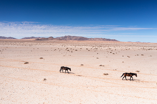 Aerial view of Namibia's famous desert horses walking through arid terrain to water