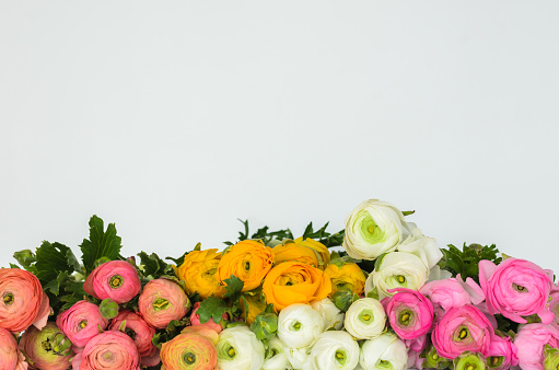 Colorful ranunculus flowers on white background.