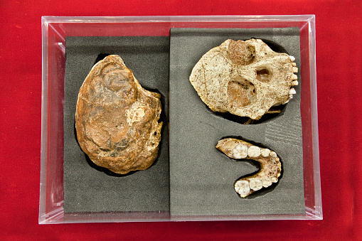 The three sections of the Taung Child Skull as reconstructed by Raymond Dart. In 1924 miners at the Buxton Quarry near Taung in South Africa's North West Province discovered a fossil that was later identified by Dart as an Australopithecus africanus, the first discovery of its kind. His reconstruction consists of three separate parts: the mandible, the face, and an endocranial cast. Age: approximately 2,5 million years. Taung is part of the UNESCO Cradle of Humankind World Heritage Site.