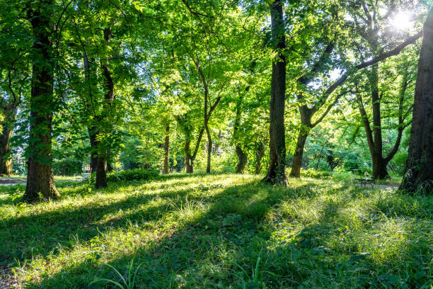 A secluded park without people and a dense forest