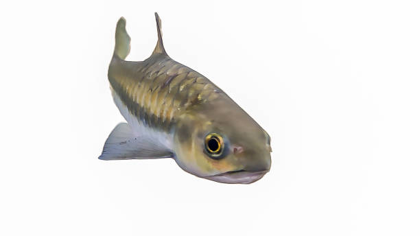 istock Isolated soro brook carp fish on white background. 1456512065