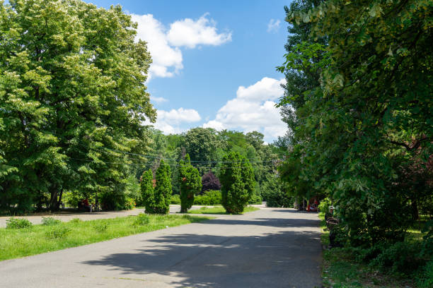 istock A secluded park without people and a dense forest 1456512592