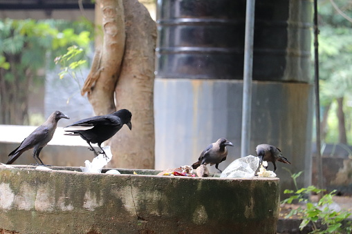 A group of crows are looking for food in the dirt at a Indian Zoo