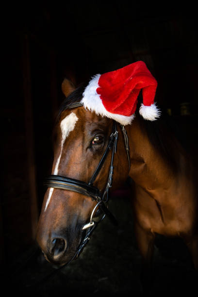 istock Portrait of a horse on black background 1456516556