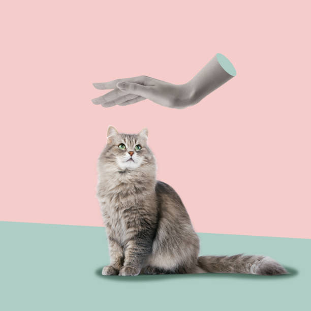 istock Contemporary art collage with cat and human hand. 1456519402