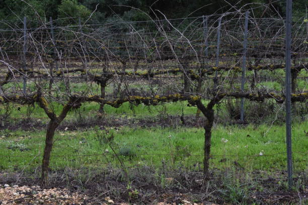 istock Winter vineyard in Judean mountains 1456519458