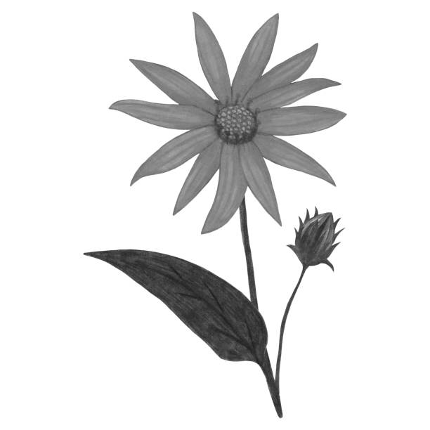 istock Hand Drawn Black and White Topinambur with Leaves Isolated on White Background. 1456519669