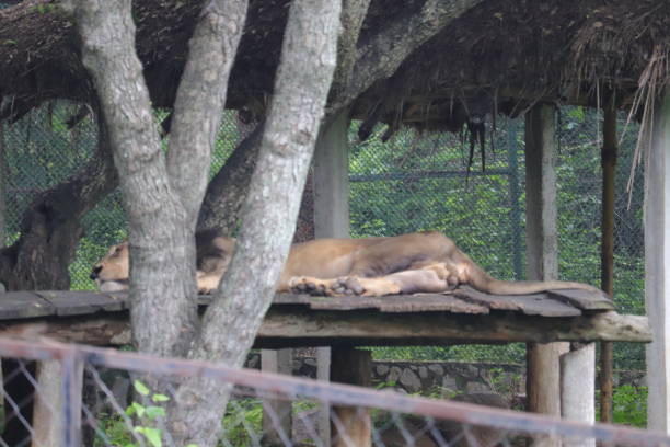 istock A male Lion is sleeping at a Zoo 1456520937