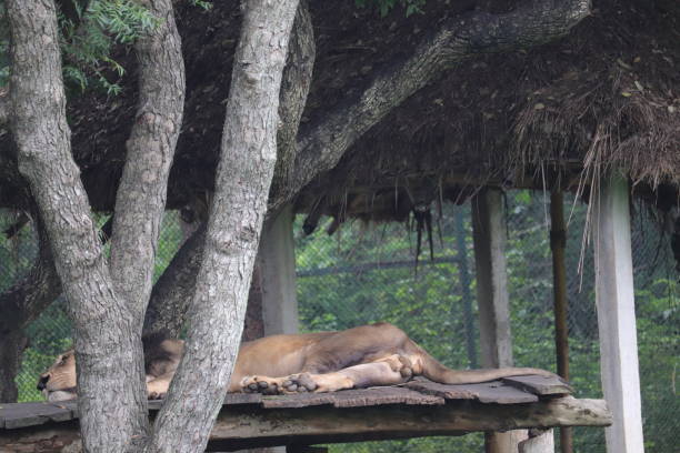 istock A male lion is sleeping on a banch 1456521018