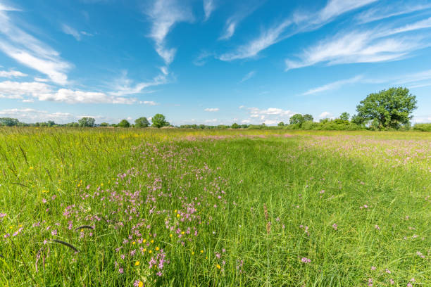 istock Natural meadow with pink spring flowers. 1456522112