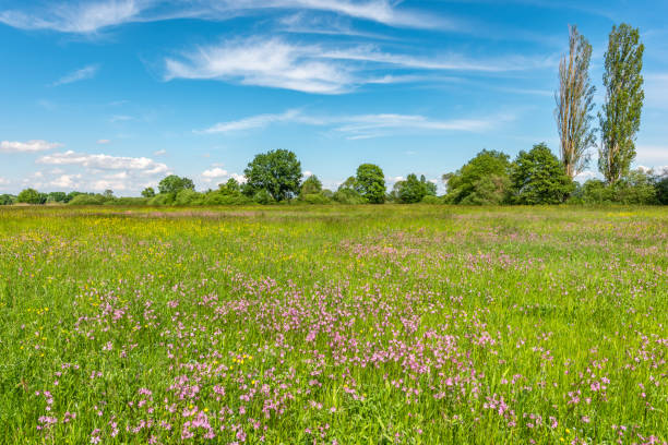 istock Natural meadow with pink spring flowers. 1456522161