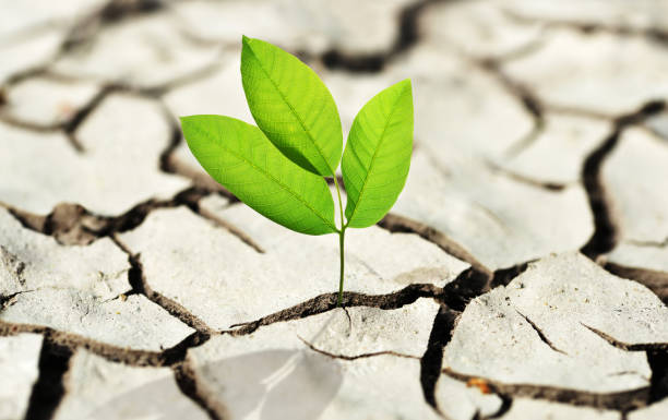 istock Smal plant growing from dried cracked soil. 1456522232