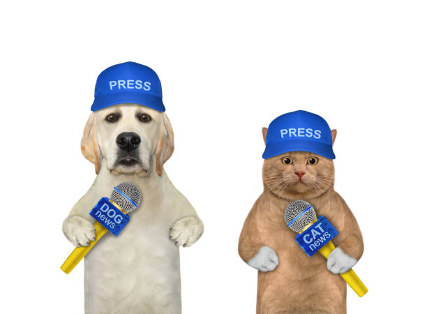 кошка красноватая и собака лабрадор – журналисты - tv reporter newscaster dog the media стоковые фото и изображения