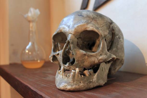 istock Dusty Skull in an Old Apothecary 1456524342
