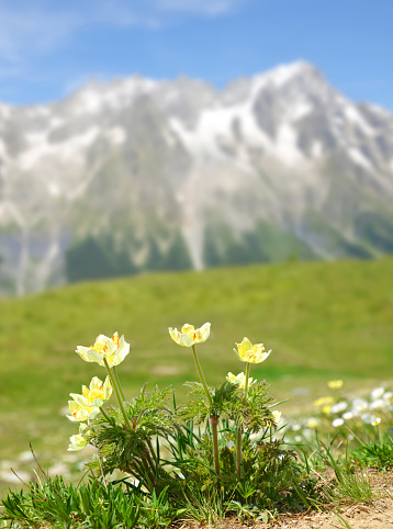 Mountain flower Pulsatilla alpina  or Anemone with mount Grandes Jorasses at the background, Mont Blanc massif, Courmayeur, Italy.