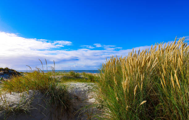 istock sunny day in Sankt Peter Ording 1456530856