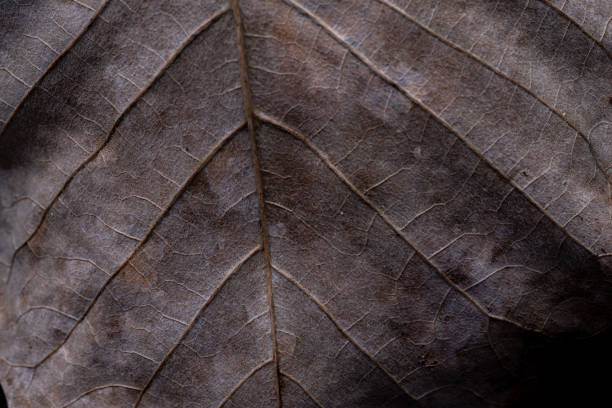 Leaf detailed in stages of decay