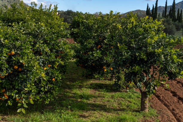 istock Rural field of organic orange trees 1456531293