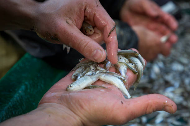 istock pond fishing 1456531322