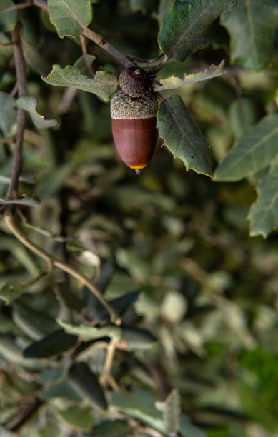 eine eichel auf einem zweig aus steineiche - quercus ilex stock-fotos und bilder