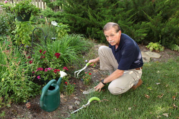 istock Senior man gardening in his backyard garden 1456533106