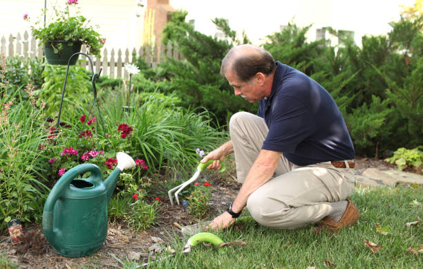istock Senior man gardening in his backyard garden 1456533113
