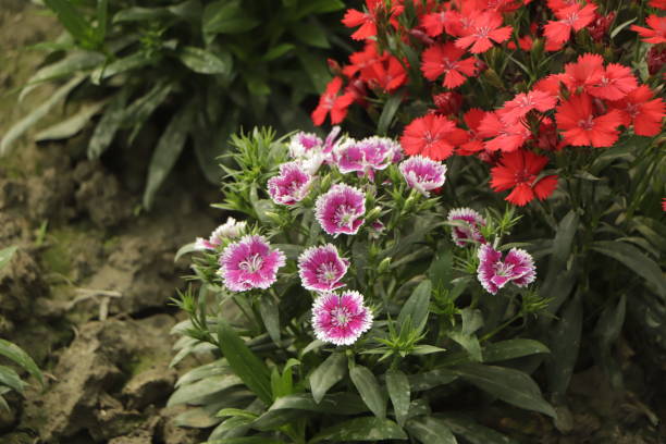 Flowerbed of pink Dianthus barbatus flower Flowerbed of pink Dianthus barbatus flower dianthus barbatus stock pictures, royalty-free photos & images