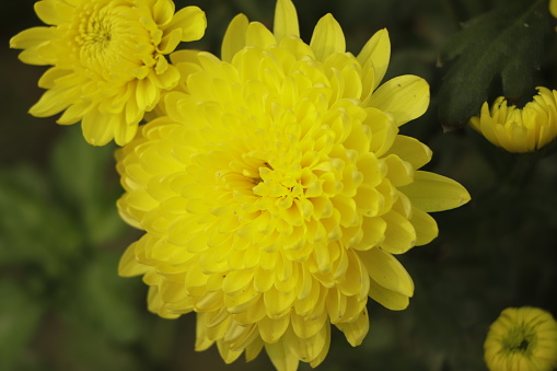 Florists Daisy or yellow Chrysanthemum in garden