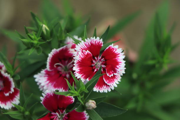 istock Dianthus is easy to grow and easy to maintain 1456535031