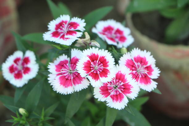 istock Dianthus flower in the garden 1456535202