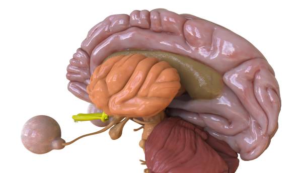 istock Human brain anatomy for medical concept 3D rendering 1456535484