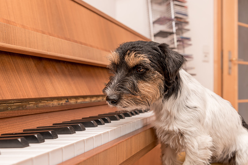 Beautiful small Jack Russell Terrier dog is sitting at the piano