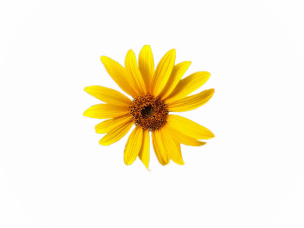 istock Close up sunflower pollen isolated white background, clipping path 1456536549