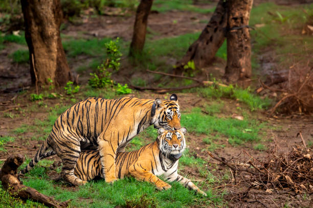 dois pares de tigres de bengala selvagens fazendo sexo fazendo amor acasalamento ou namoro comportamento com expressão facial e agressão em belo fundo verde de monção na floresta de reserva do parque nacional da índia central - bengal tiger audio - fotografias e filmes do acervo