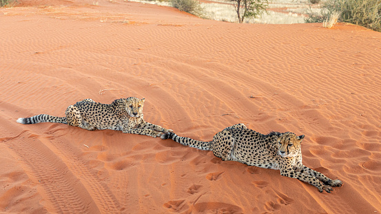 Two cheetah (Acinonyx jubatus) lying down, Kalahari desert, Namibia.  Horizontal.