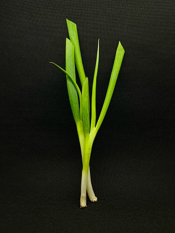 Scallion or Onion Spring or Leeks or Daun Bawang is Vegetable, a cultivar of Allium ampeloprasum, have a mild, onion-like taste, crunchy and firm