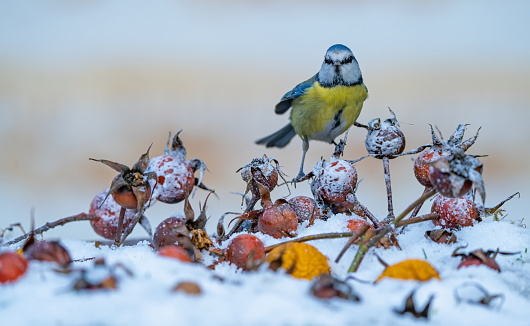 Blue tit in wintertime,Eifel,Germany.\nPlease see many more similar pictures of my Portfolio.\nThank you!