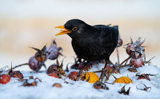 Blackbird in wintertime,Eifel,Germany.\nPlease see many more similar pictures of my Portfolio.\nThank you!