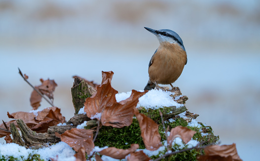 Nuthatch in wintertime,Eifel,Germany.\nPlease see many more similar pictures of my Portfolio.\nThank you!