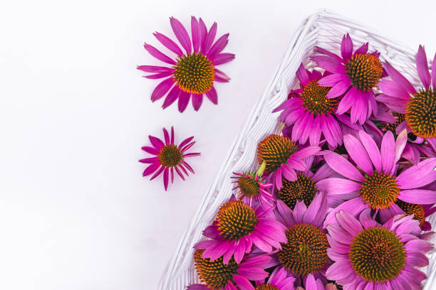 White basket with medicinal echinacea purpurea flowers and two inflorescences side by side
