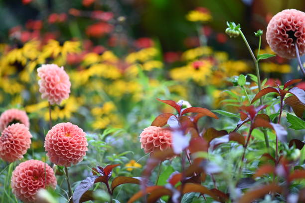 dahlia flowers - flower single flower macro focus on foreground imagens e fotografias de stock