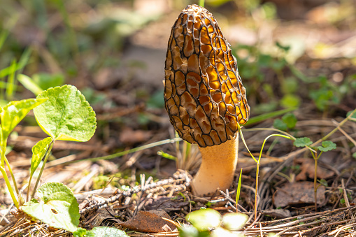 Morel Mushrooms found in wooded area. Morels are type of spring wild mushroom with meaty texture with nutty flavor.