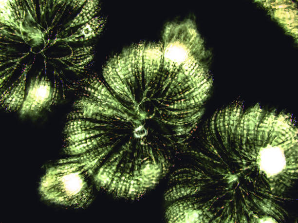 istock Batrachospermum sp. algae under microscopic view, genus of freshwater red algae, violet to blue-green, dark background 1456544172