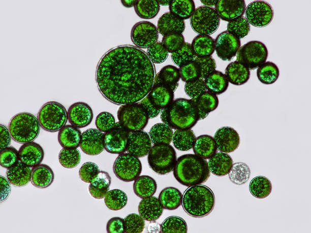 istock Green cells, microscopic particles. Molecules, molecular cell. Close up of a mirco organism, science and medical element 1456545008