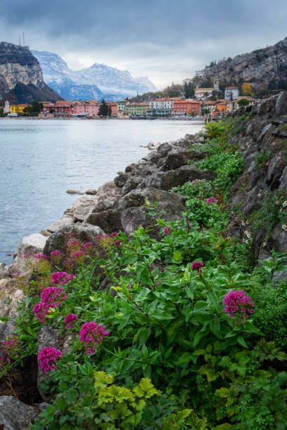 Purple flowers on the shores of Lake Garda with Torbole in the background stock photo