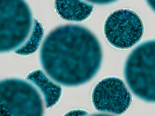 블루 셀, 미세한 입자. 분자, 분자 세포. 미르코 유기체, 과학 및 의료 요소의 클로즈업 - micro organism 뉴스 사진 이미지